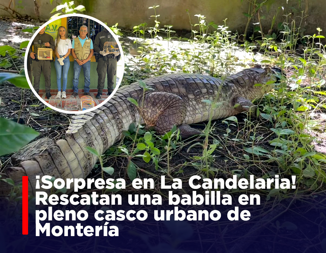 Una babilla fue aprehendida preventivamente por la Policía en el barrio La Candelaria, en Montería, durante operativos contra el tráfico ilegal de fauna silvestre.